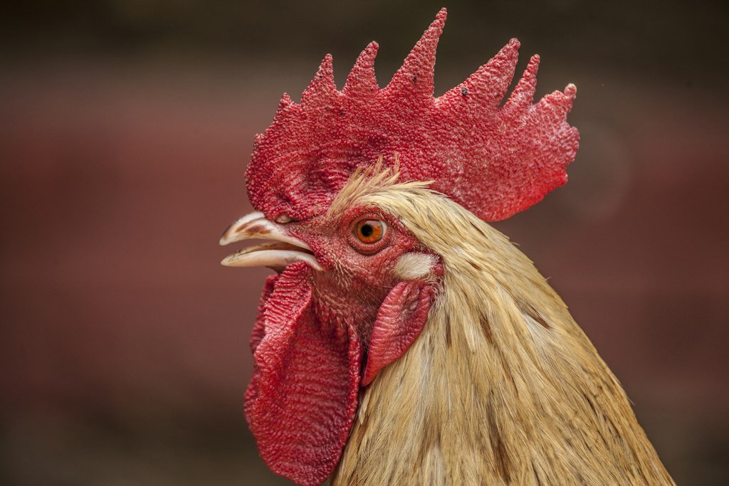 Red Straight-Comb